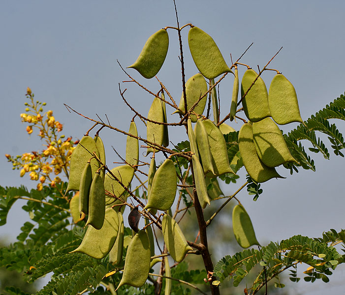 Caesalpinia sappan